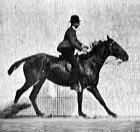 saut d'un cheval