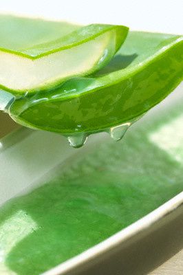 Tranche d'aloe vera Composant aloe vera