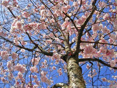 printemps-arbre-fleurs-4.jpg