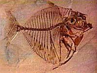 533 1478 poisson fossile