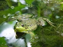 grenouille-index.jpg