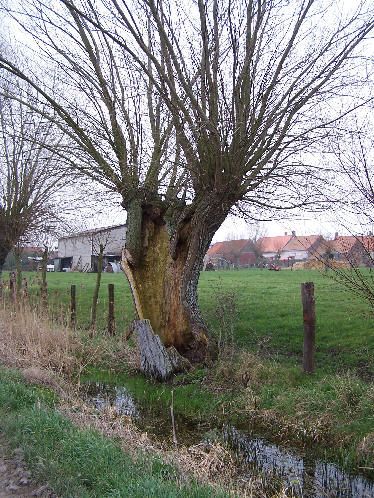 Saule_tetard.jpg