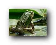 grenouille