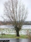 saule-tetard-dans-le-marais-346 (1)