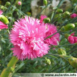 dianthus.jpg