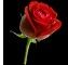 Amour et Passion