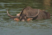 220px-Flickr - Rainbirder - Bull Water Buffalo