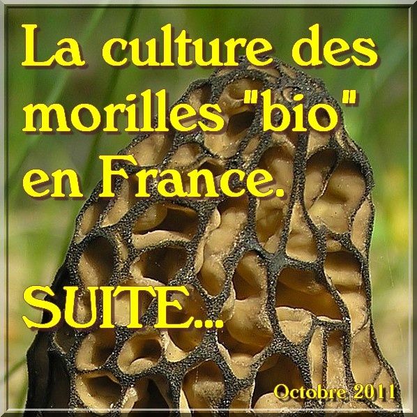 Culture des morilles in Natures Paul keirn (1)