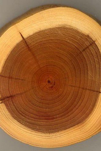 Coupe-de-bois.jpg