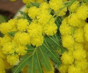 mimosa.jpg