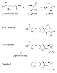 penicilline.jpg