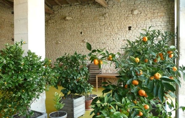 20120602-orangerie3