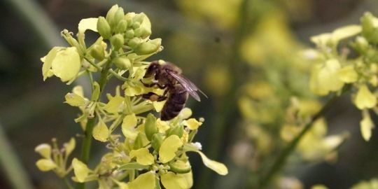 630200_3_8dd5_le-miel-contenant-du-pollen-issu-de-plantes-o.jpg
