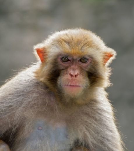 un-specimen-de-macaque-rhesus_43864_w460.jpg