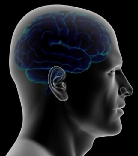 la-cooperation-entre-les-humains-aurait-permis-au-cerveau-d.jpg