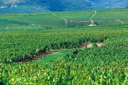 beaujolais-paysage_Nicolas.jpg