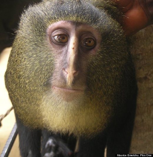 o_NUEVO_MONO_AFRICANO_570.jpg