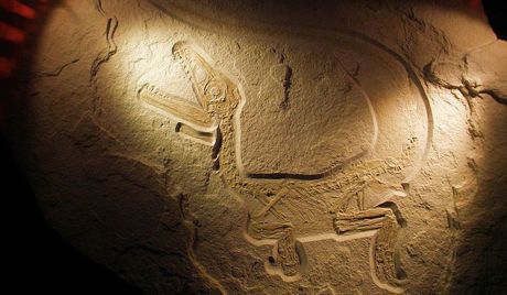 823px_Xaveropterus_2.jpg