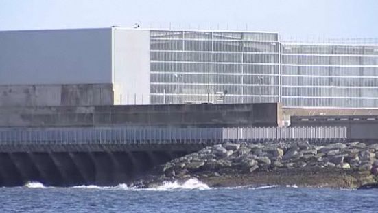 Un_afflux_de_meduses_a_cause_la_fermeture_d_une_centrale_nu.jpg