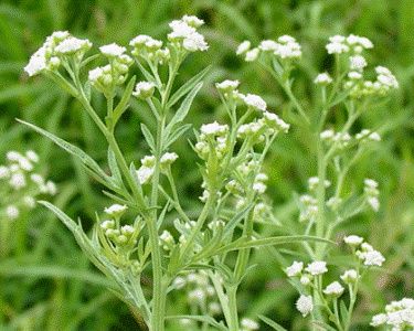 parthenium--1-.jpg