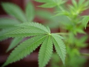 20090302-cannabis-m.jpg