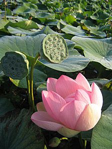 lotus4.jpg