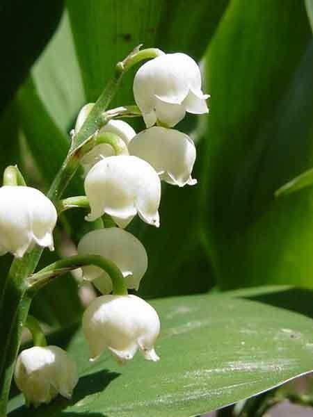 Muguet
