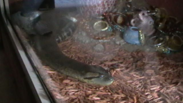 Nos visites à l'Aquarium du Périgord Noir où nous avons vu toutes sortes de poissons et croisé des animaux... bizarres !!!