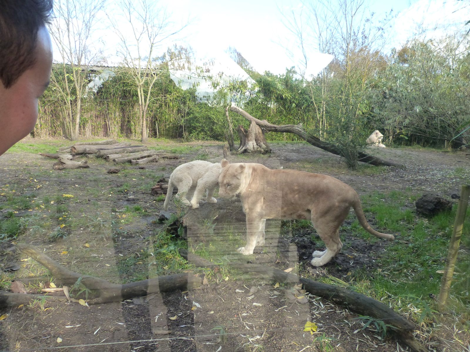 Notre visite au Zoo de pessac, novembre 2012