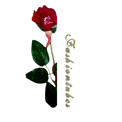 la rose je t'aime st valentin