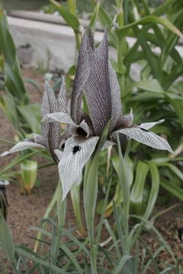 iris acutiloba