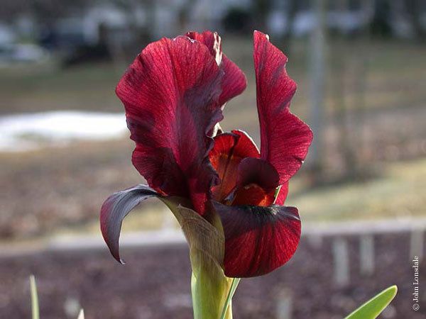 iris atropurpurea