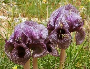 iris cedretii