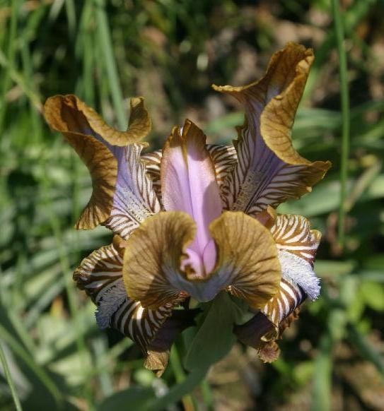 iris stolonifera