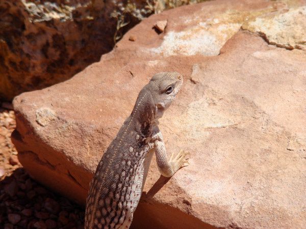 Vallee-du-Feu-zoom sur lezard.jpg