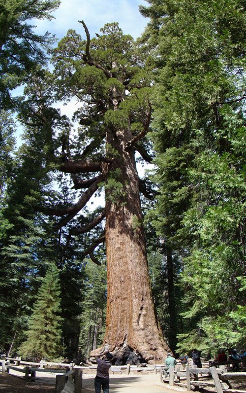 photo-sequoia-geant-sherman du-parc-yosemite-scion.jpg
