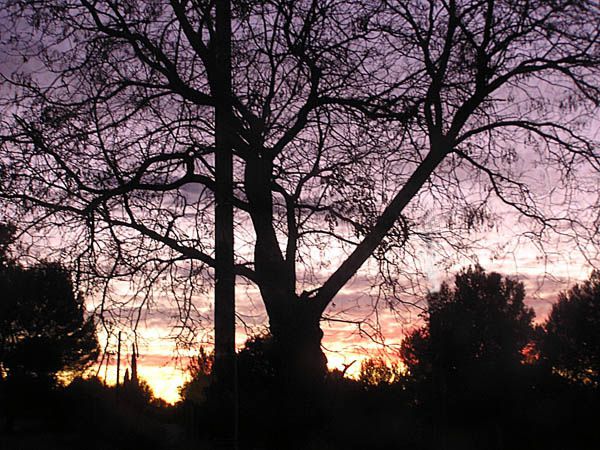 arbre coucher de soleil.jpg