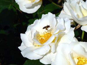 Roses-de-Nice butinées par des abeilles.jpg