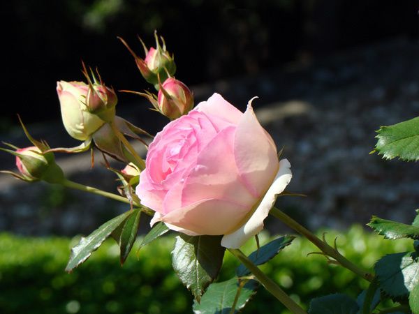 Roses-classique.jpg