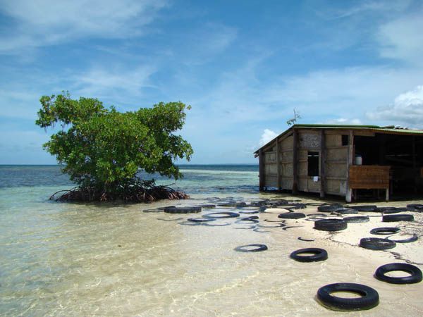 Basse-Terre - Grand Cul de Sac Marin - Guad (21)