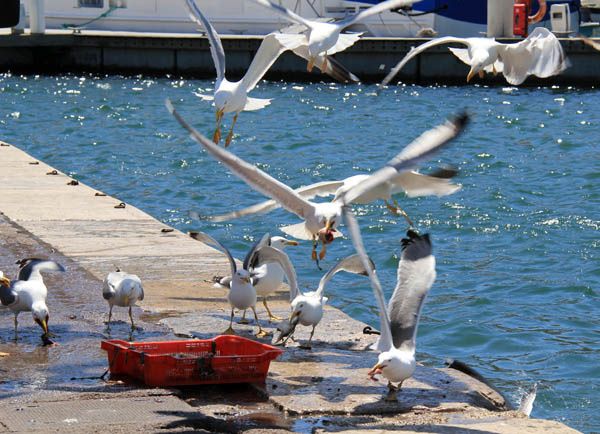 Port-de-Marseille--mouettes.jpg