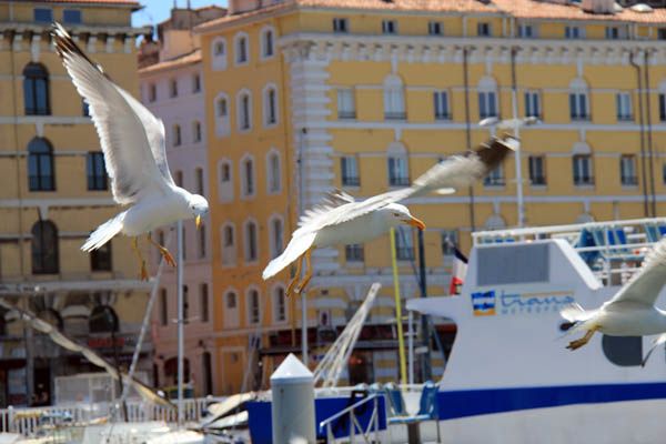 Port-de-Marseille--goelans-.jpg