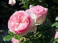Roses de Nice (63)