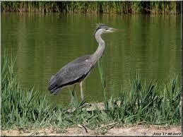 heron cendre