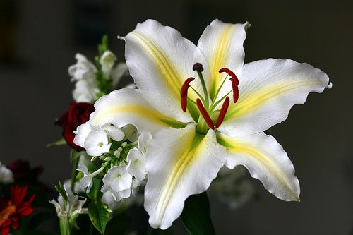 Fleur.jpg