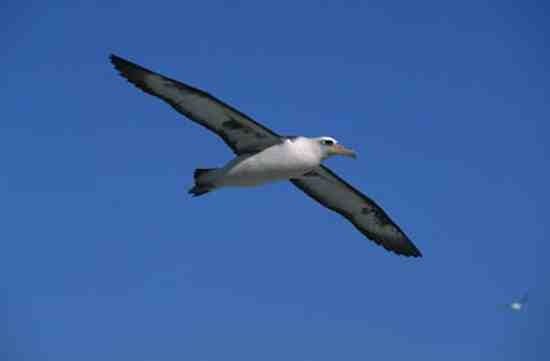 albatros-vol-plane.jpg