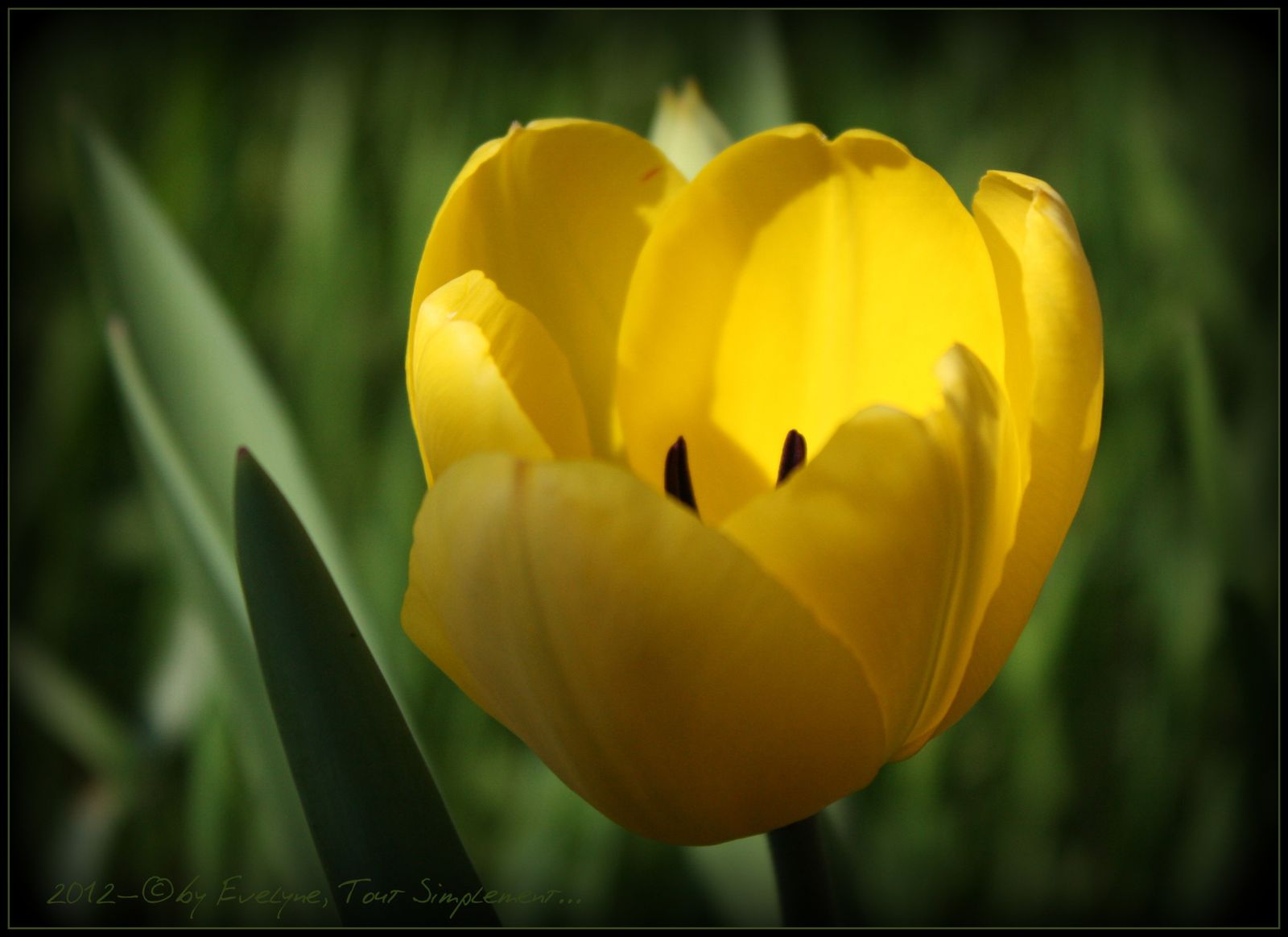 La Tulipe Jaune... - ©By Evelyne, Tout Simplement..