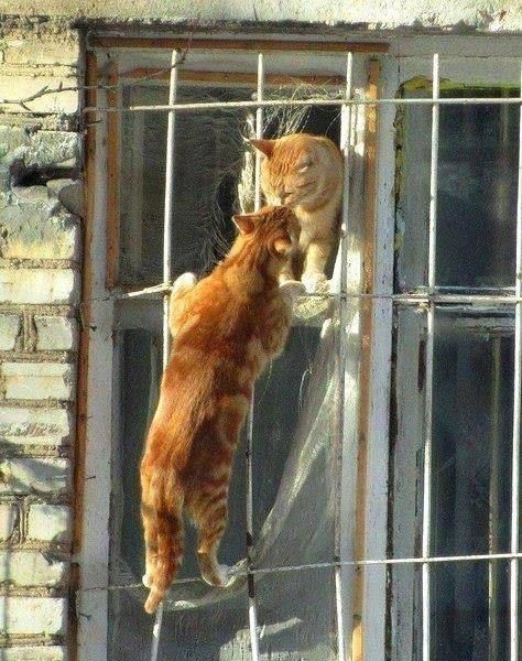 Romeo-et-Juliette-chat.jpg
