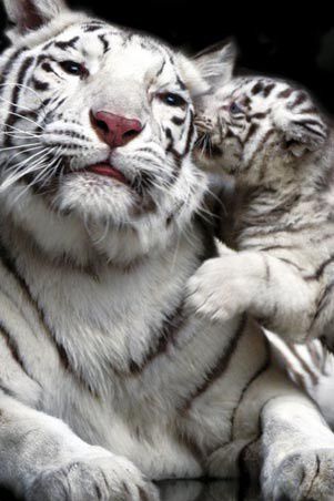 Tigres-blancs.jpg