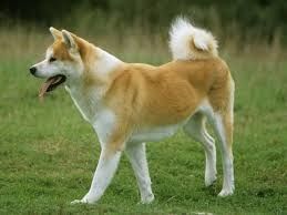 akita-1.jpg
